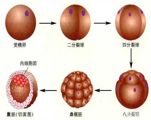 北京代孕-北京有找代孕的吗-北京供卵一般要等好久